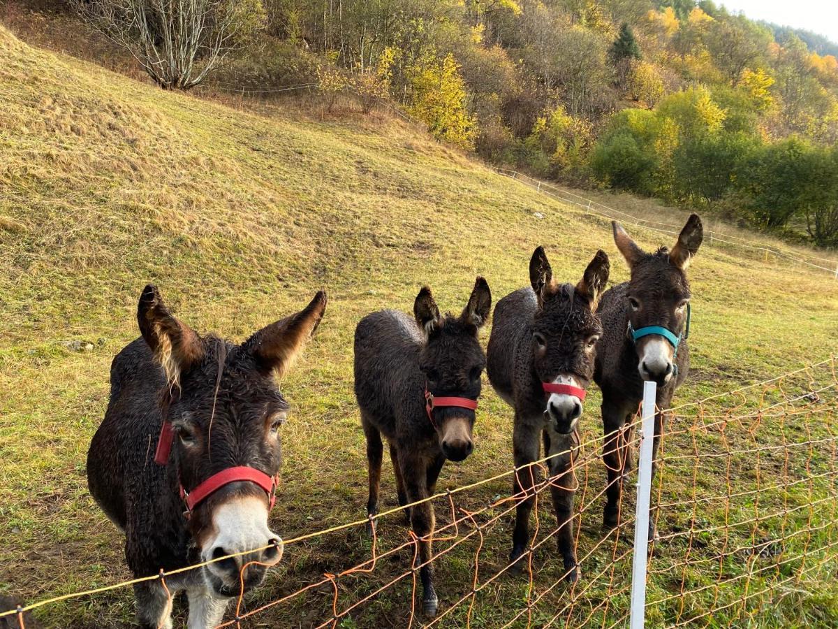 Baita Valtellina. Relax Nel Cuore Delle Alpi Грозіо Екстер'єр фото